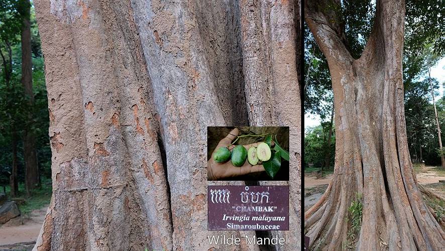 20-banteay kdei -11
